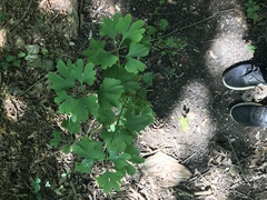 Ginkgo biloba