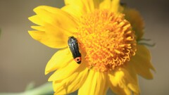 Acmaeodera flavomarginata
