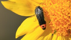 Acmaeodera flavomarginata