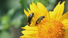 Acmaeodera flavomarginata