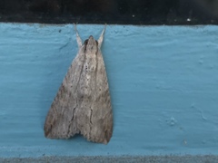 Melipotis acontioides