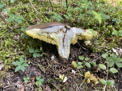 Suillus punctatipes
