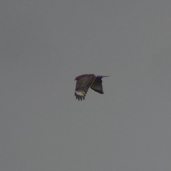 Buteo lineatus elegans