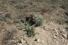 Marmota kastschenkoi