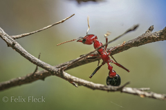Myrmecia regularis