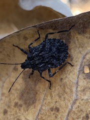 Brochymena