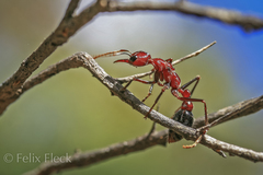 Myrmecia regularis