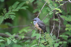 Cacomantis merulinus