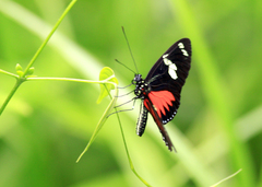 Heliconius doris