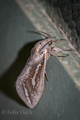 Abantiades hydrographus