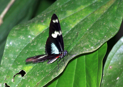 Heliconius doris