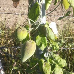 Funastrum pannosum
