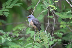 Cacomantis merulinus