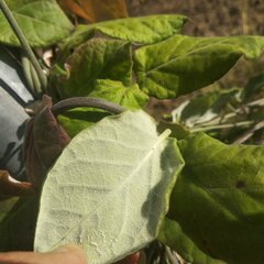 Funastrum pannosum