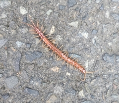 Scolopocryptops spinicaudus