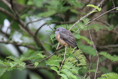 Cacomantis merulinus