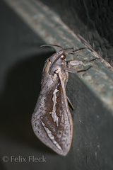 Abantiades hydrographus