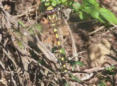 Cordulegaster dorsalis