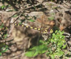 Cordulegaster dorsalis
