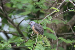 Cacomantis merulinus