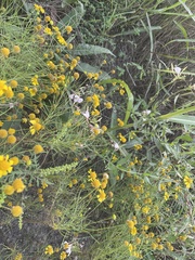 Ambrosia psilostachya