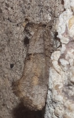 Acrolophus piger