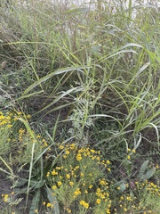 Ambrosia psilostachya