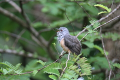 Cacomantis merulinus