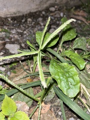 Eleusine indica