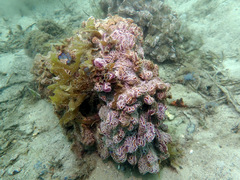 Botrylloides leachii