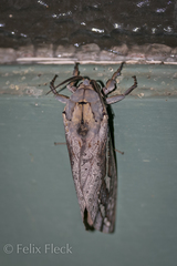 Abantiades hydrographus