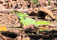 Basiliscus plumifrons