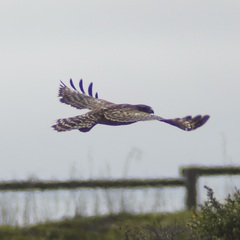 Buteo lineatus elegans