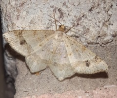 Psamatodes abydata