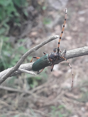 Stenaspis verticalis verticalis