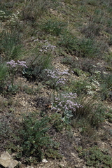 Goniolimon speciosum