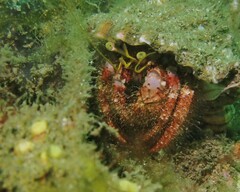 Dardanus crassimanus