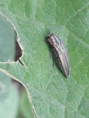 Agrilus sulcatulus