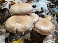 Armillaria ostoyae