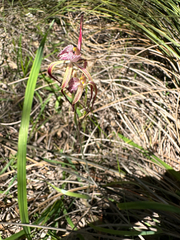 Caladenia chapmanii