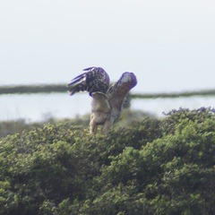 Buteo lineatus elegans