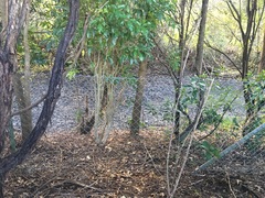 Melicytus ramiflorus