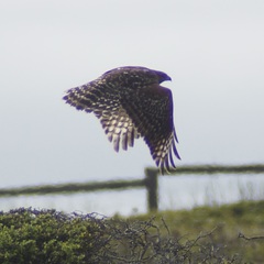 Buteo lineatus elegans