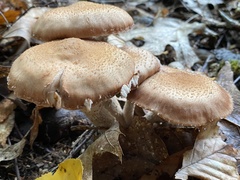 Armillaria ostoyae