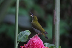 Arachnothera modesta