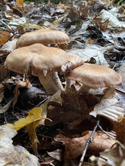 Armillaria ostoyae