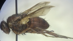Tachinidae