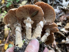 Armillaria ostoyae