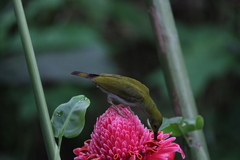 Arachnothera modesta