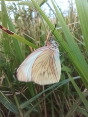 Ascia monuste monuste